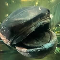 Der Megamouth Shark