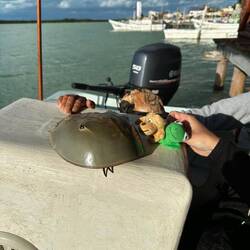 Mini und Max machen Bekanntschaft mit einer Pfeilspitzkrabbe.