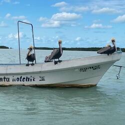 Pelikane, lerne ich gleich noch besser kennen.