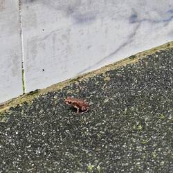 Fred, unser kleiner Mitbewohner