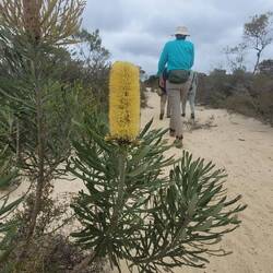 Banksia