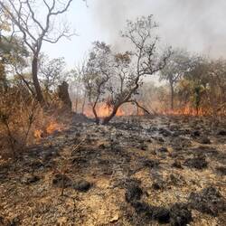 Schon wieder ein Buschbrand!