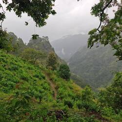 Teeplantagen am Steilhang