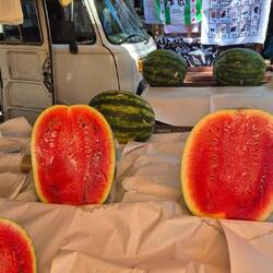 Kommt auf dem Bild nicht ganz rüber, aber die sind einfach riesig!