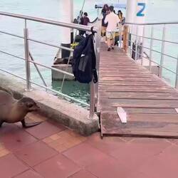 Gus Angermeyer Pier and Ferry Terminal