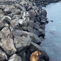 Galápagos-Seebär/löwe