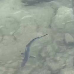 Schwarzspitzen-Riffhai