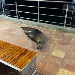 Galápagos-Seebär/löwe