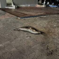 Galápagos-Seebär/löwe