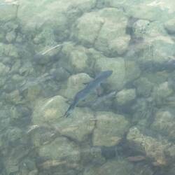 Schwarzspitzen-Riffhai