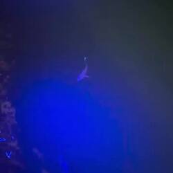 Schwarzspitzen-Riffhaie