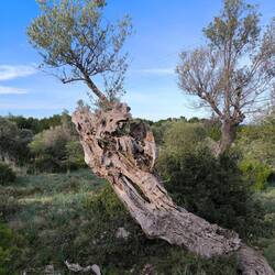 Alte Olive