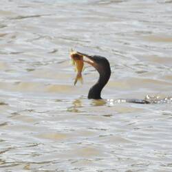 About time a got an interesting wildlife picture - This is a cormerant with its dinner