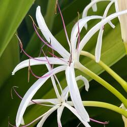 Exotic plants everywhere