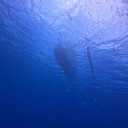 Have to wonder if the snorkelers knew how many sharks were circling their boat...🤔