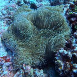 Fun dive photos -- see the various really little clown fish?