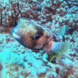 Puffers always look like they're smiling :)
