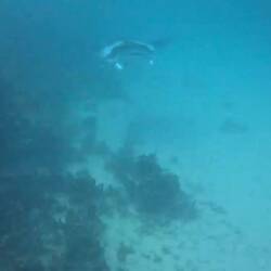 One of 4 Manta Rays that were around us
