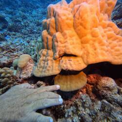 Cleaning station: there's a 'cleaner shrimp' under the coral.