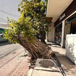 ob ein Sturmschaden?