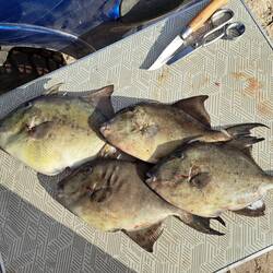 Wir hatten einen lauf beim Fischen aber nach vier Fischen hörten wir auf ;)