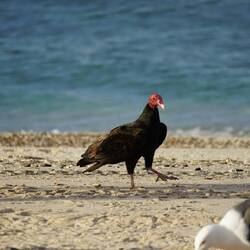Die Geier und Möwen nehmen unsere Filetierreste gerne.