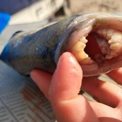 Mit diesen Zähnen möchte man sich lieber nicht anlegen. Sie beissen doppelt so kräftig wie Menschen!
