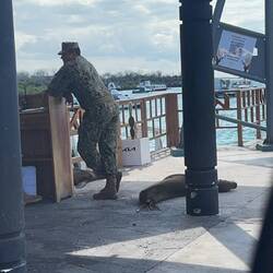 Galápagos-Seelöwen/bären