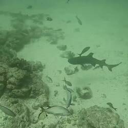 Weissspitzen-Riffhaie