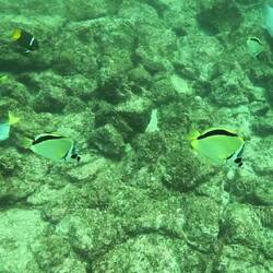 Schwarznasen-Falterfische