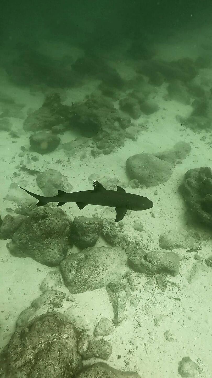 Weissspitzen-Riffhai