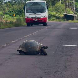 Santa-Cruz-Riesenschildkröte