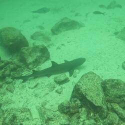 Weissspitzen-Riffhaie