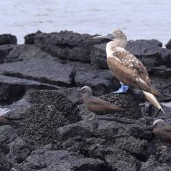 A blue footed booby.