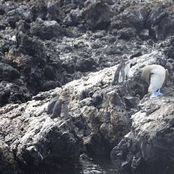 A blue footed booby and Galapagos penguins.