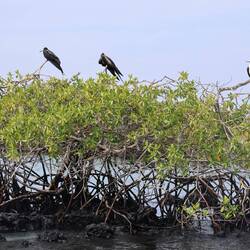 A frigate bird.