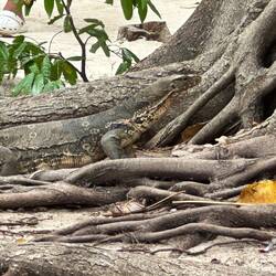 Monitor lizard visited our picnic