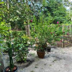 Garden at Koh Jum Beach Villas