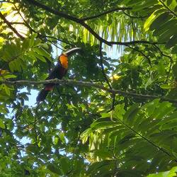 Channel-billed Toucan. One of five life birds on the day :)