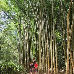 The boys in front of some giant bamboo