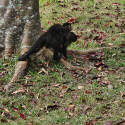 Black capuchin monkey mama and baby