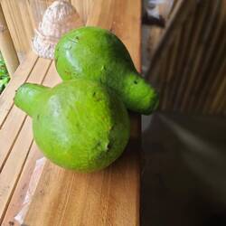 Balinesische Avocado