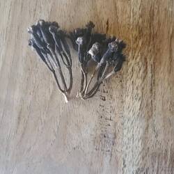 Clove . Gewürznelke.