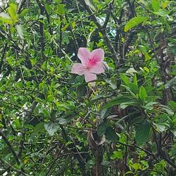 Flower of Bali 🌸🌺😍🙏🏿