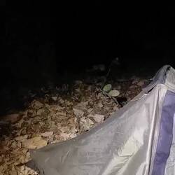 Durch das Rascheln habe ich es gehört...