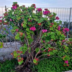 Freiland-Geranie im Kirchgarten