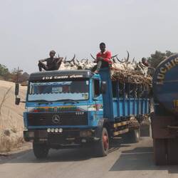 Immer wieder gibt es Viehtransporter...
