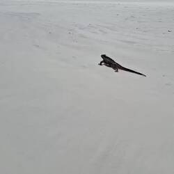 You don't see the marine iguanas moving very often, they are all about minimising effort.
