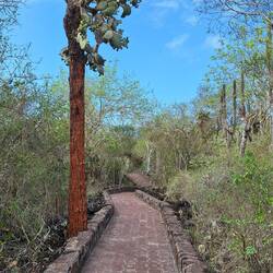 The 1.25 mile path to the beach. I've never seen a cactus tree before.
