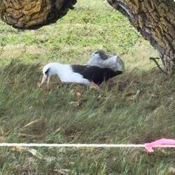 Schnabelnder Albatros